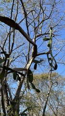 Opuntia karwinskiana