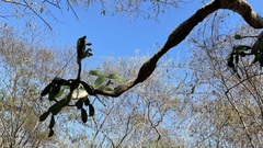 Opuntia karwinskiana