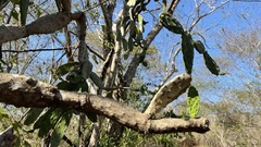 Opuntia karwinskiana