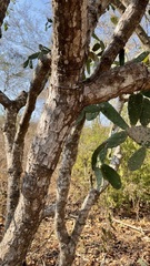 Opuntia karwinskiana