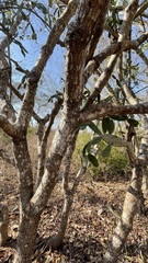 Opuntia karwinskiana