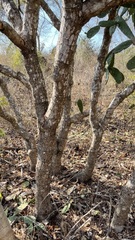 Opuntia karwinskiana