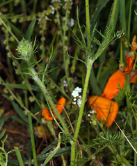 Gilia capitata abrotanifolia