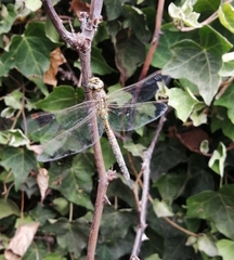 Rhionaeschna diffinis