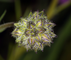 Gilia capitata abrotanifolia