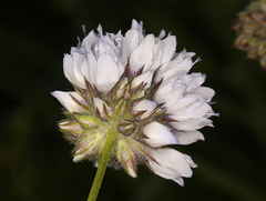 Gilia capitata abrotanifolia
