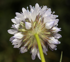 Gilia capitata abrotanifolia
