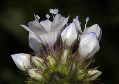 Gilia capitata abrotanifolia