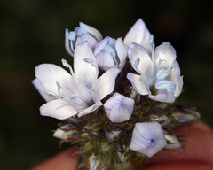 Gilia capitata abrotanifolia