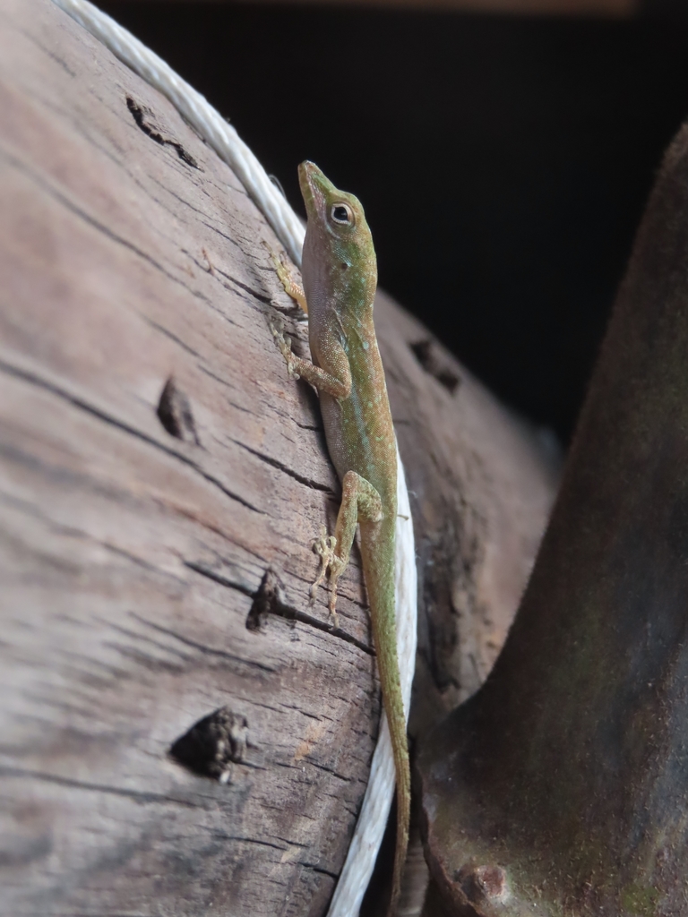 Emerald Anole