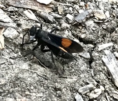 Calopompilus maculipennis
