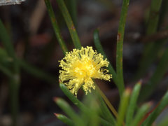 Acacia baueri