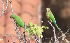 Eupsittula cactorum