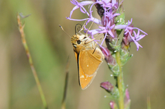 Hesperia leonardus pawnee