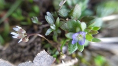 Veronica arvensis
