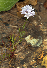 Gilia capitata abrotanifolia