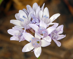 Gilia capitata abrotanifolia