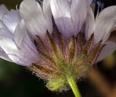 Gilia capitata abrotanifolia