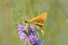 Hesperia leonardus pawnee
