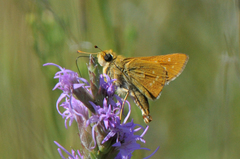 Hesperia leonardus pawnee