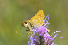 Hesperia leonardus pawnee