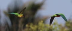 Eupsittula cactorum