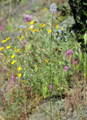 Gilia capitata capitata