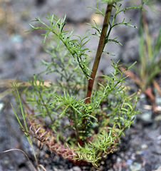 Gilia capitata capitata