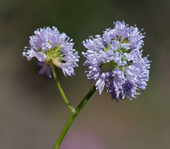 Gilia capitata capitata