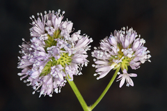 Gilia capitata capitata