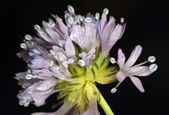 Gilia capitata capitata