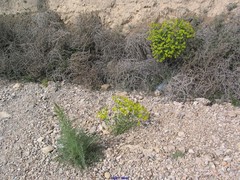 Reseda suffruticosa