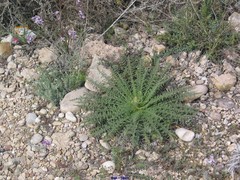 Reseda suffruticosa