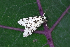 Eucereon tigrata