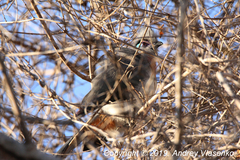 Coua cristata pyropyga