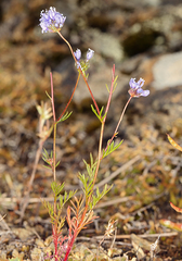 Gilia capitata pacifica