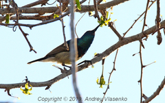 Cinnyris sovimanga apolis