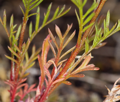 Gilia capitata pacifica