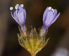 Gilia capitata pacifica