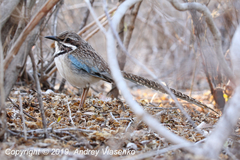 Uratelornis chimaera