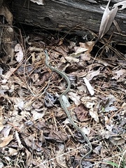 Thamnophis proximus
