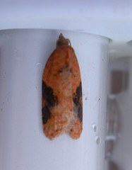 Acleris laterana