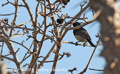 Cinnyris sovimanga apolis