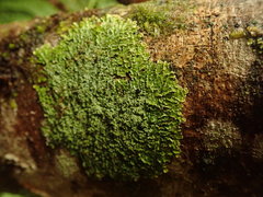 Pannaria pulverulacea