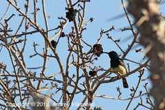 Cinnyris sovimanga apolis