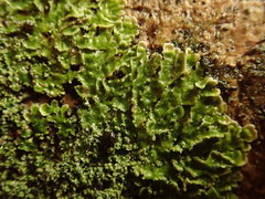 Pannaria pulverulacea