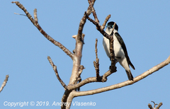 Leptopterus chabert schistocercus