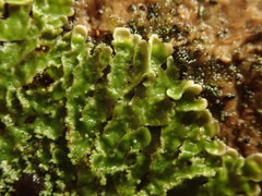 Pannaria pulverulacea