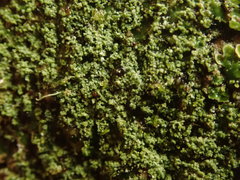 Pannaria pulverulacea