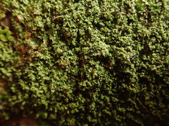 Pannaria pulverulacea